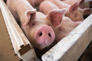 Producción. Llaman a no traer productos cárnicos de cerdo de otros países ante la peste porcina. (EL SIGLO DE TORREÓN)