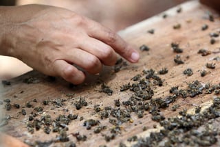 La fumigación del 13 de agosto pasado afectó 357 colmenas, propiedad de 17 apicultores, matando a cientos de miles de abejas que proveían sustento a familias del Ejido Candelaria. (ARCHIVO)