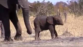 Se alega que el elefante pudo ser víctima del ataque de un cocodrilo (INTERNET) 