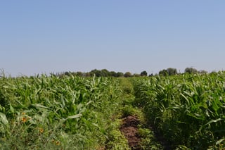 Siembras. Son miles de hectáreas de maíz, avena y frijol las que presentan un fuerte daño en su cultivo.