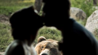 Usuarios añaden en broma que el oso no estaba de acuerdo con la decisión de la novia (INTERNET)   