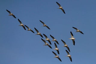 El mes de septiembre es el pico de la migración otoñal de las aves. (ARCHIVO)