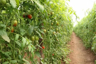 Virus. La enfermedad afecta principalmente la calidad del tomate, aunque no representa un riesgo en el consumo humano.