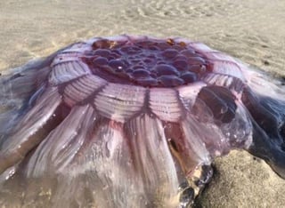 Se trata de la especie de medusa más grande del mundo. (INTERNET)