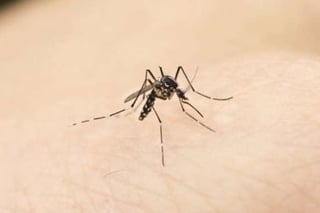 Evite riesgos. Las autoridades de Salud, llaman a la población a seguir recomendaciones para evitar reproducción del mosco. (AGENCIAS)