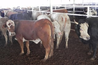Estadística. La Sagarpa reporta una exportación de 92 mil 002 becerros y vaquillas de Durango, durante los primeros ocho meses del año en curso.