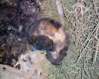 El cráneo se encontraba quemado, sobre los restos de una fogata y de acuerdo con las primeras investigaciones, se dijo que podría tratarse del cráneo de una mujer de la tercera edad. (EL SIGLO DE TORREÓN)