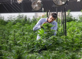 Demora. La plantación de cannabis con fines médicos en suelo alemán se retrasará hasta el año 2020. (ESPECIAL)