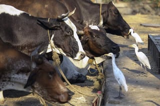 Saldo. La sequía también afectó el ciclo de celo de los animales y se atrasó el período en el que las vacas son preñadas.