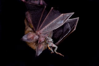 Se calcula que de 139 especies de murciélagos que habitan el país cuando menos 60 se encuentran en la Península de Yucatán. (ARCHIVO)