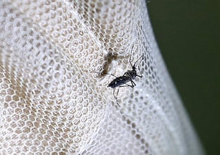Además, a nivel nacional se reportan 15 defunciones por dicha enfermedad que se transmite a través de la picadura del mosquito Aedes Aegypti. (ARCHIVO)