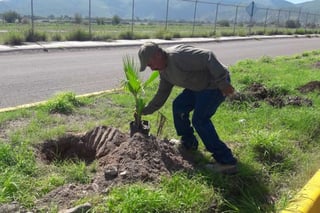 Avanzan. Plantan ahora 30 palmas en la vialidad que conduce al aeropuerto de Lerdo. (EL SIGLO DE TORREÓN)