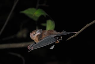 De acuerdo con diversos estudios, en México más de la cuarta parte de la quiropterofauna, a la cual pertenecen los murciélagos, se encuentra en alguna categoría de riesgo. (ARCHIVO)