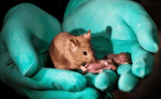Caso. Los ratones producidos a partir de dos conjuntos de material genético masculino apenas sobrevivieron 48 horas.