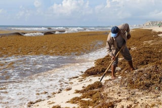 En Quintana Roo se ha trabajado para hacer frente al fenómeno del sargazo. (ARCHIVO) 