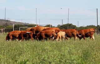 Ganado. El sector ganadero local se ha recuperado luego de varios años de veto por parte del USDA, ya que se perdió el estatus de exportación por vender ganado enfermo.