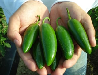 Nuevos proyectos. Los productores de Viesca, Coahuila le apuesta a la producción de chile verde. (ARCHIVO)
