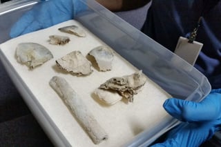 Se hallaron entre los escombros del edificio partes de un cráneo que pertenecen a “Luzia”, un fósil humano con cerca de 11 mil 500 años. (NOTIMEX)