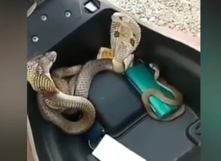 Las cobras son animales protegidos en India. (INTERNET)