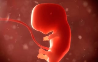 Científicos australianos realizan estudios sobre el complejo desarrollo del corazón, desde su formación en el embrión. (ESPECIAL)
