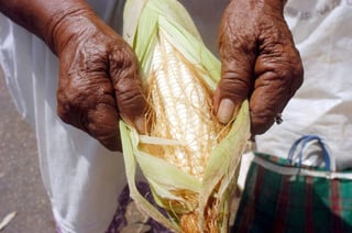 Esquema. Serán los cultivos de maíz, frijol, trigo panificable y arroz, así como la lecha fresca los incluidos en el esquema. (ARCHIVO)