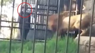 El video fue registrado por visitantes del zoológico.  