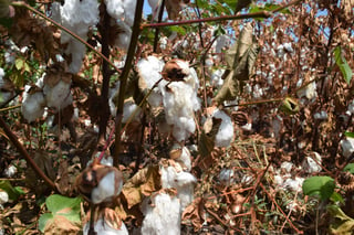 Calidad. A cada paca de algodón le pierden mil pesos pues tienen calidad de cuarta por la lluvia. (EL SIGLO DE TORREÓN)