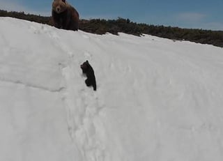 El dron siguió captando los intentos desesperados del oso para reunirse con su madre, quien lo esperaba desde la cima y sólo observaba a su cría tratando de vencer a la nieve.
