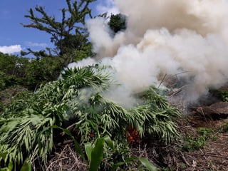 La Policía Federal, a través de la División de Seguridad Regional, incineró alrededor de 96 mil kilogramos de marihuana de un sembradío localizado en Bacadéhuachi, Sonora. (ARCHIVO)