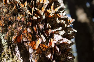 Si las condiciones climáticas lo permiten, se espera que el mayor contingente de monarcas comience a llegar en las próximas dos semanas. (EFE)