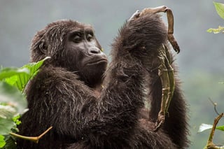 “En el contexto de las poblaciones de vida silvestre en declive en todo el mundo, este es un notable éxito de conservación”, dijo Tara Stoinski, presidenta y directora de ciencias de la Fundación Dian Fossey Gorilla. (ARCHIVO)
