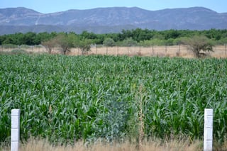 Pérdidas. Cultivos de forraje y hortalizas se perdieron a causa de las bajas temperaturas.