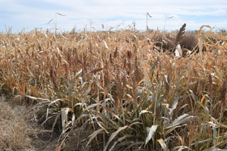 Daño. Los cultivos de maíz y sorgo forrajero se 'quemaron' con la helada que se registró hace una semana. (EL SIGLO DE TORREÓN/MARY VÁZQUEZ)