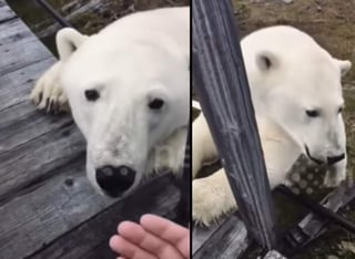 El oso polar se acerca demasiado como para oler la mano de la persona que graba. (INTERNET)
