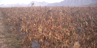 En Lerdo se perdieron alrededor de dos mil hectáreas de alfalfa. (EL SIGLO DE TORREÓN)