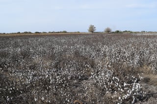 Lluvia. El agua dañó todos los cultivos de algodón en San Pedro y buscan un apoyo extrardinario.