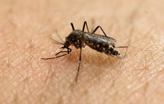 Esta infección se transmite principalmente mediante la picadura de mosquitos del género Aedes y su infección puede causar graves trastornos neurológicos. (ARCHIVO)