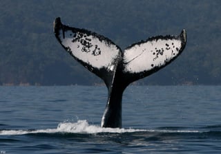 Las tranquilas aguas del Océano Pacífico mexicano están listas para recibir a las más de dos mil ballenas jorobadas que año con año se dan cita en este destino para realizar su espectáculo de apareamiento. (NOTIMEX) 