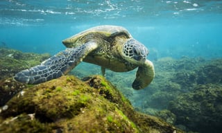 Los científicos hallaron unas 800 partículas sintéticas en las 102 tortugas analizadas, pero su cantidad podría ser 20 veces mayor. (ARCHIVO)