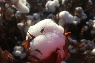 Control. La dependencia aseguró que las plagas que afectan el cultivo algodonero están por ser erradicadas en La Laguna. (EL SIGLO DE TORREÓN)