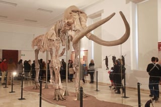 Esqueleto. Se cree que este mamut pesaba entre ocho y 10 toneladas,
y tenía una edad de alrededor de 20 años. (EL SIGLO DE TORREÓN) 