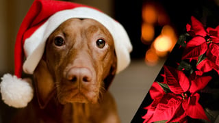 La flor de Nochebuena posee algunas propiedades que resultan tóxicas para las mascotas. (ARCHIVO)