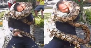 Un colega del hombre consiguió salvarlo del ataque del reptil (INTERNET) 