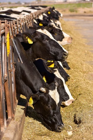 Peticiones. Productores de leche buscarán que el nuevo gobierno los tome en cuenta y apoye para mejorar la situación del sector. (EL SIGLO DE TORREÓN)