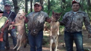 El regidor del municipio de Áporo, David Bautista Reséndiz, solicitó licencia a su cargo, tras haber sido exhibido en redes sociales sosteniendo dos lobos cazados en la región. (TWITTER)