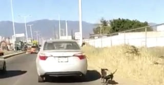 Denuncia. En un video, la mujer fue captada a bordo de un automóvil Toyota color gris mientras arrastraba a un perro. (YOUTUBE)