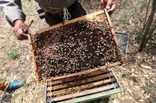 Diseñaron un sistema de monitoreo para la apicultura de precisión basado en el Internet de las Cosas. (ARCHIVO)