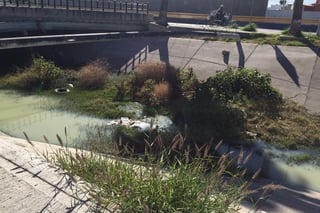 Contaminación. Llantas, animales y escombro tiran en el canal. (GUADALUPE MIRANDA)
