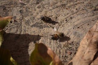 Alerta. El panal de las agresivas abejas fue derribado con agua a presión .