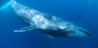  Las costas de Loreto, Baja California Sur, están listas para convertirse nuevamente en el refugio de ejemplares de la ballena azul (Balaenoptera musculus), el mamífero más grande del mundo, que llegan a completar su proceso de reproducción, a través de la alimentación, apareamiento y crianza. (TWITTER)
